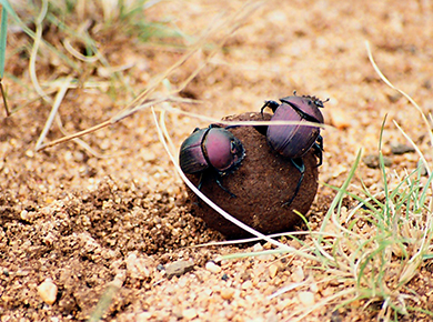 dung bettles and dung ball