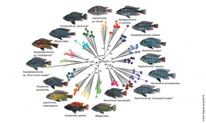 About the EES – Extended Evolutionary Synthesis