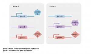 About the EES – Extended Evolutionary Synthesis