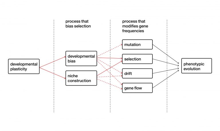 About The EES – Extended Evolutionary Synthesis