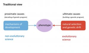 About the EES – Extended Evolutionary Synthesis