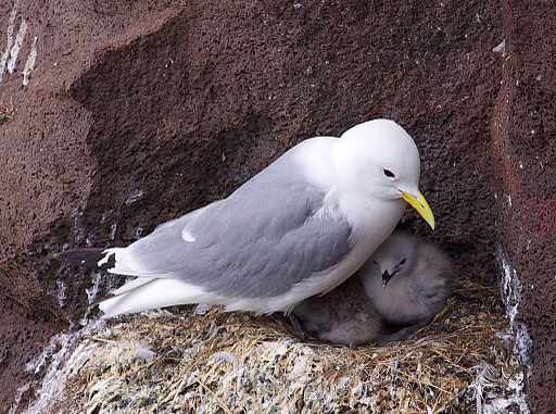 kittiwake and chicks