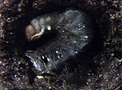 larva in brood ball