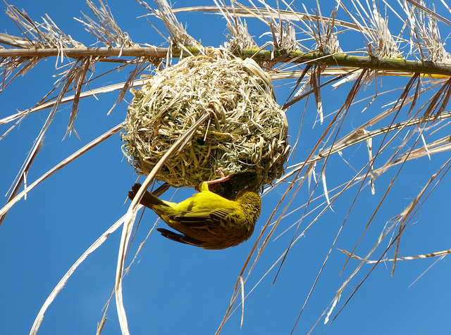 yellow weaver and nest