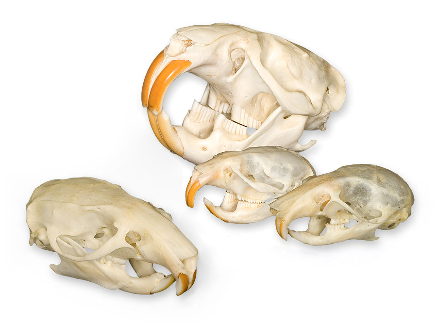 rodent skulls