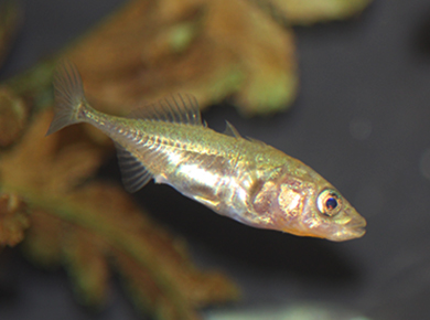 three spine stickleback