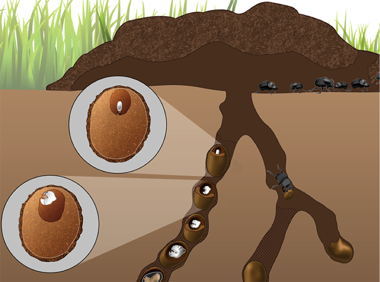 diagram of tunnels containing brood balls and developing larvae