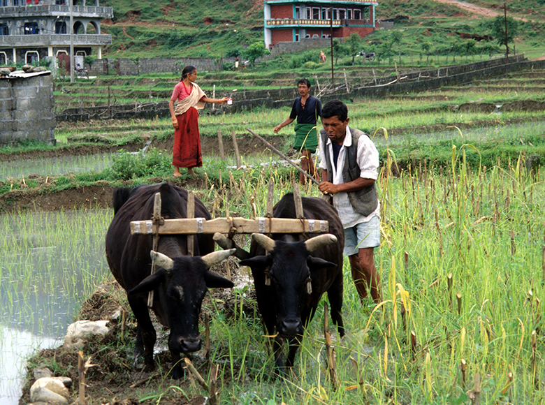 plowing with oxen team