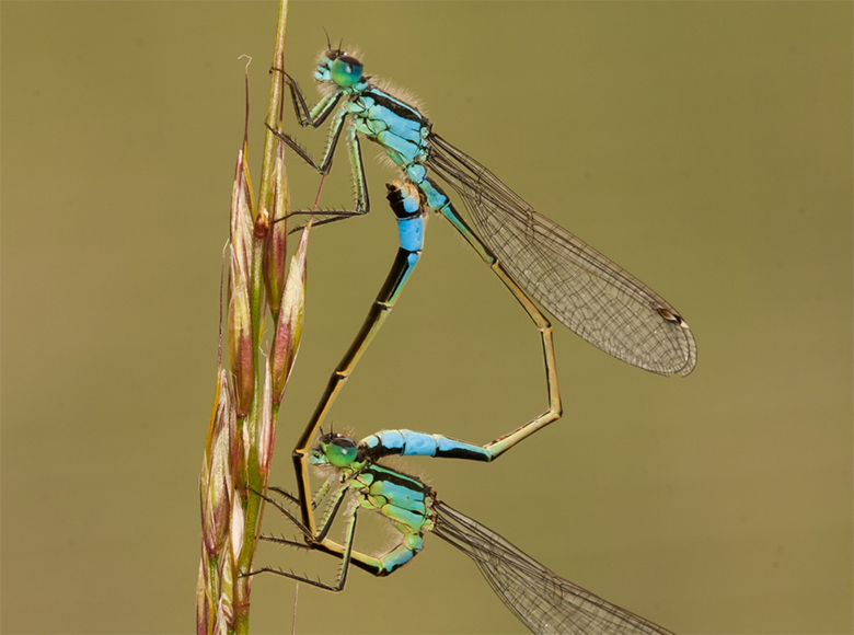 Ischnura Elegans mating