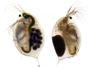 Daphnia magna females with eggs