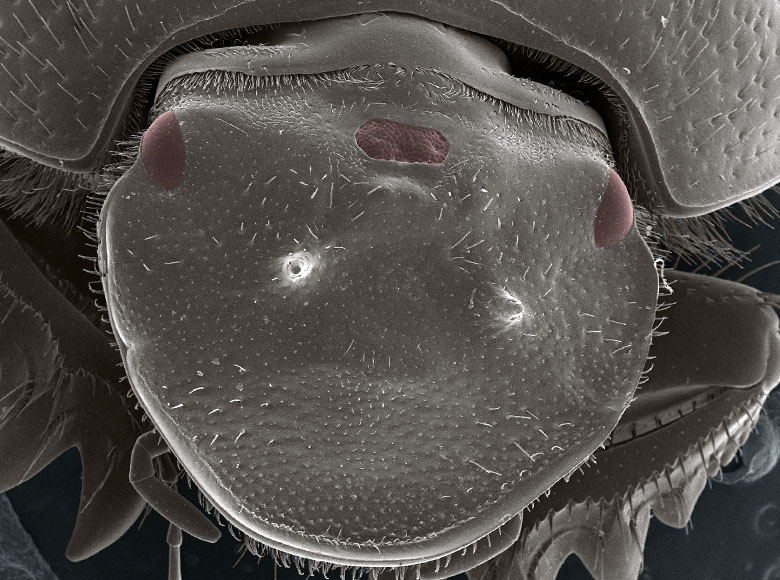 What functional ectopic compound eyes can teach us about the role of context in development and evolution thumbnail