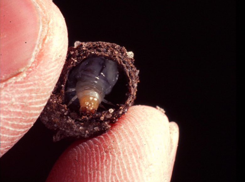 Developmental niche construction in dung beetles thumbnail