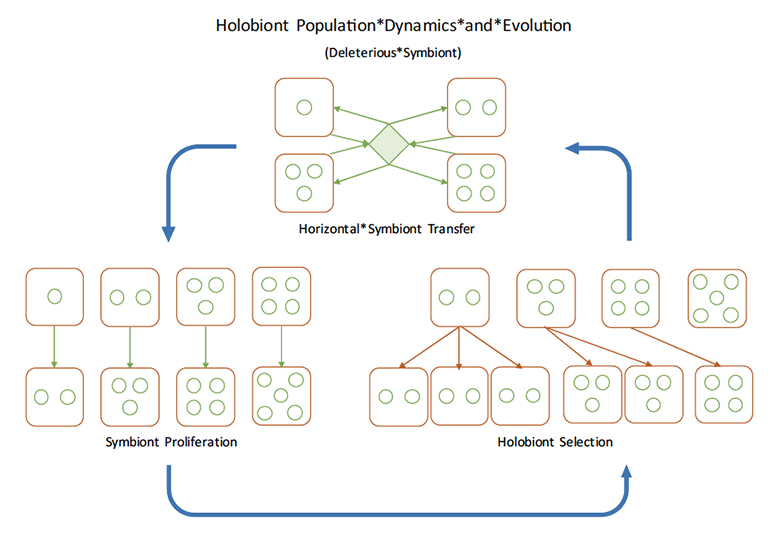 model of holobiont population dynamics and evolution