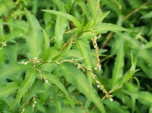 Waterpepper smartweed