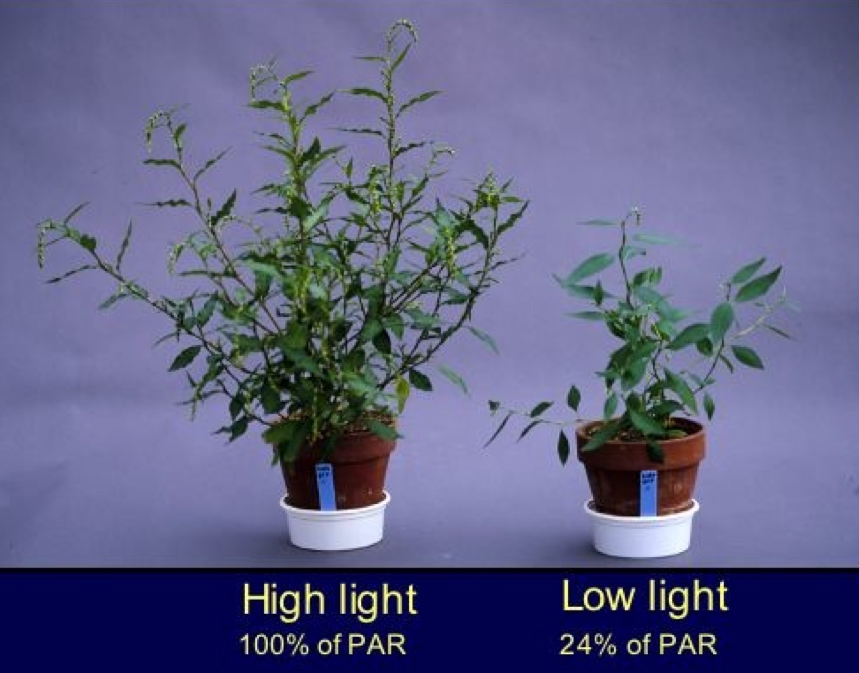 Polygonum grown in high and low light conditions