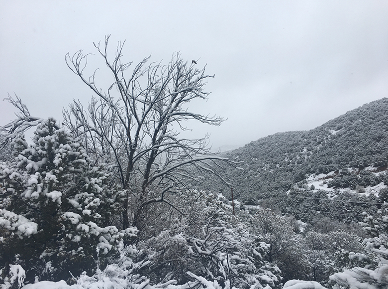 snow on trees at the SFI