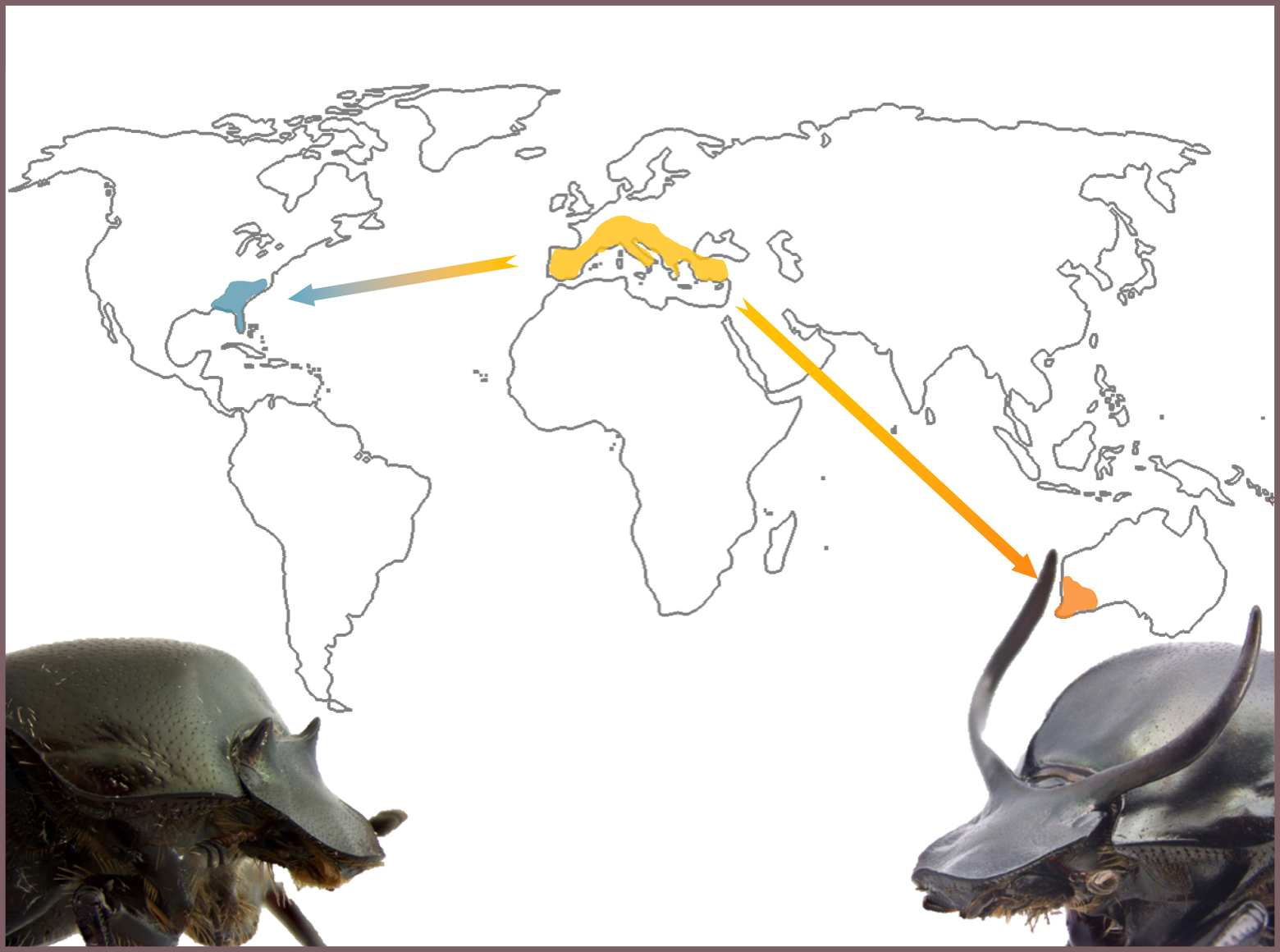 Rapid evolution and phenotypic plasticity: insights from horned beetles thumbnail