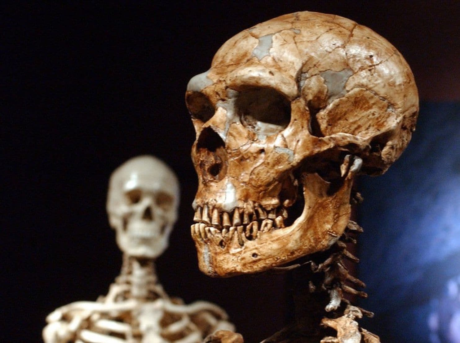 Humans didn’t outsmart the Neanderthals. We just outlasted them. thumbnail