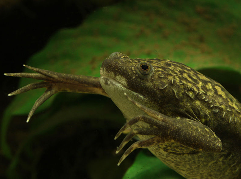 African clawed frog swimming