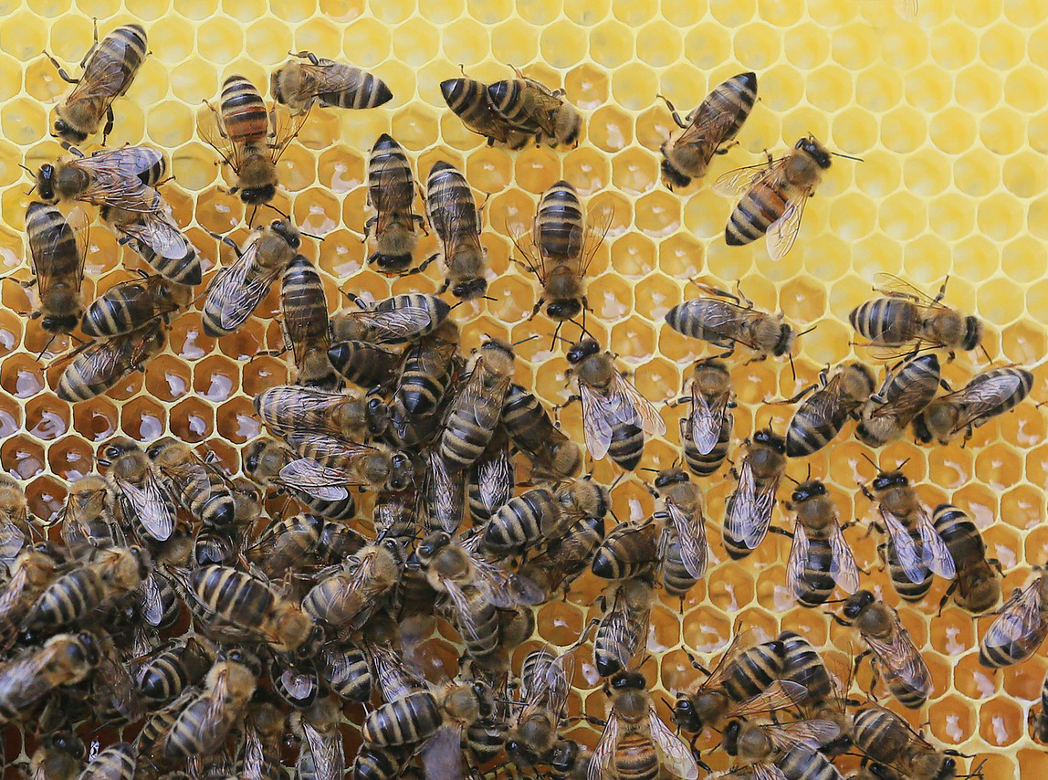 honeybees and honeycomb