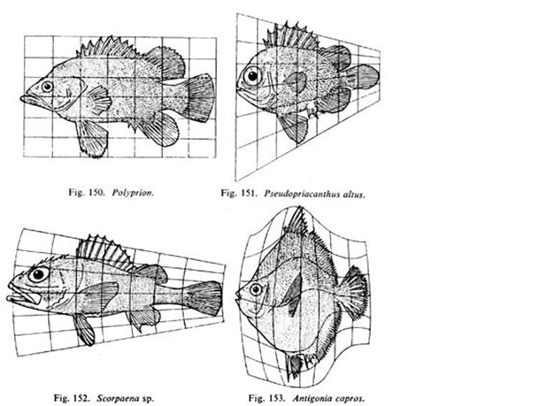 On Growth and Form illustrations of fish transformed on Cartesian grids