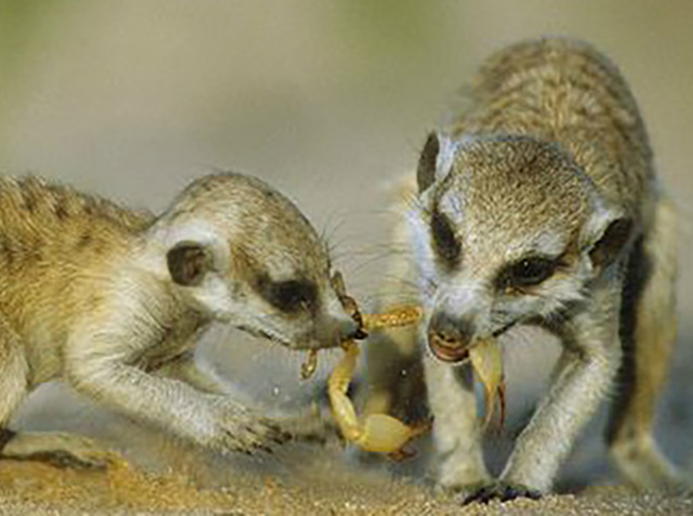 Adult and juvenile meerkats with scorpion