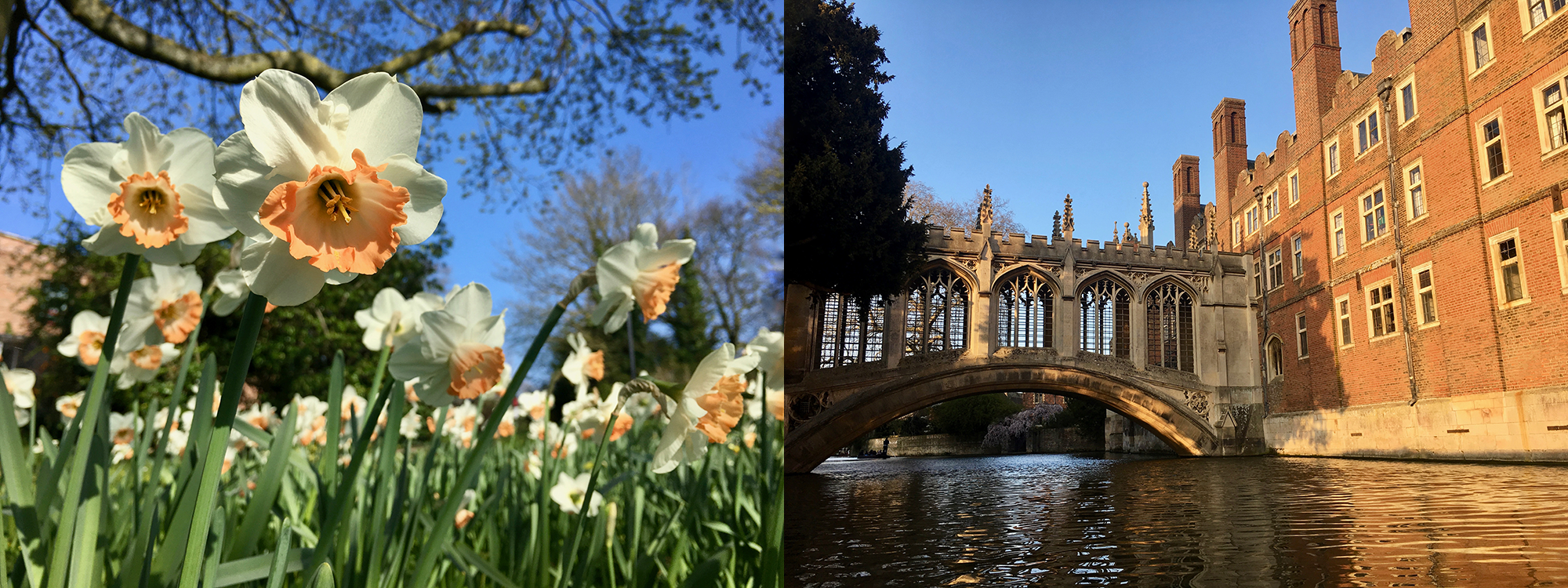 Left: daffodils in full bloom. Right: Bridge of Sighs as seen from the River Cam.