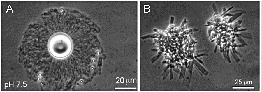 lipid vesicle micrographs
