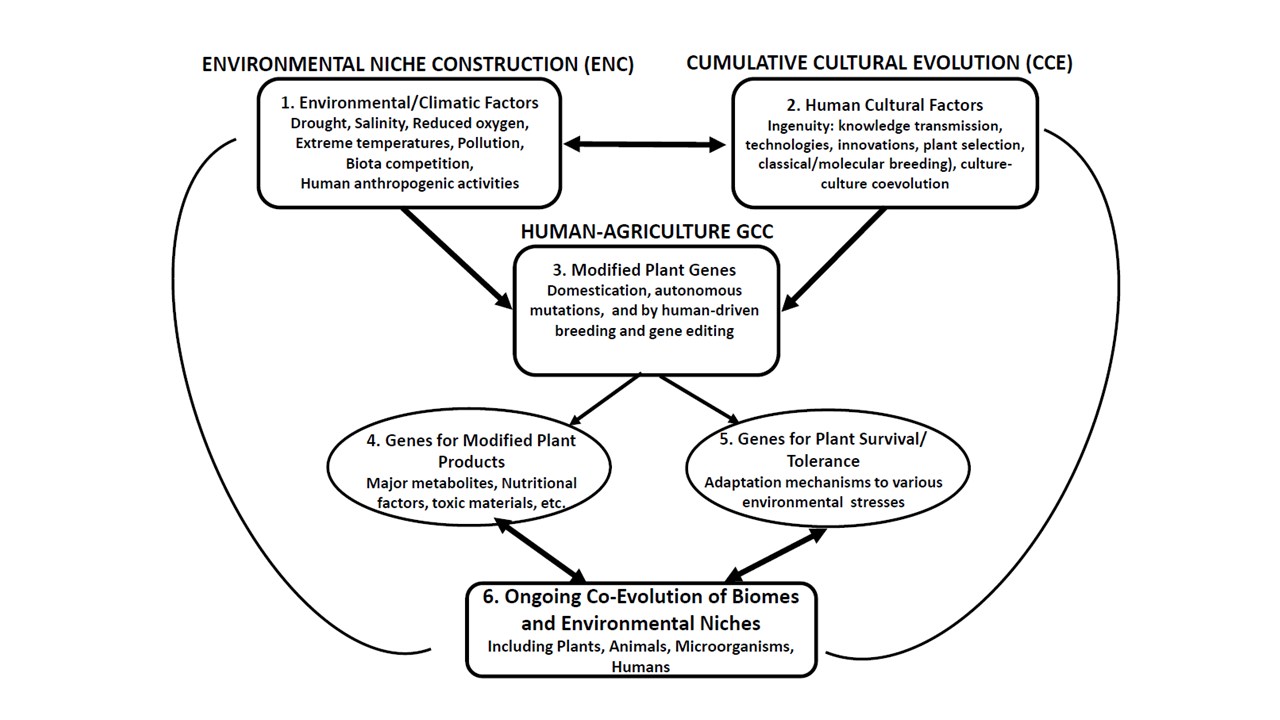 Domestication and Agriculture are the Outcome of Plant Gene-Human Culture Coevolution thumbnail