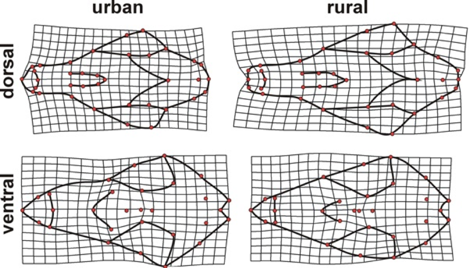Shape differences between urban and rural foxes