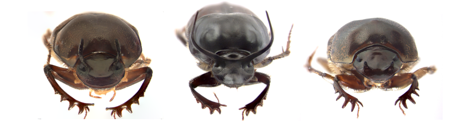 Three species of horned beetles