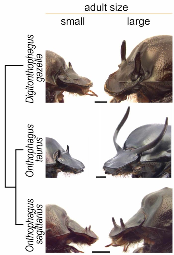 What can horned beetles tell us about the mechanisms of plasticity and
